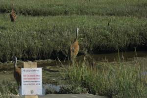 Sandhill cranes feed off a gravel trail on Aug. 5, 2019, in Beluga Slough, Homer, Alaska. (Photo by Nina Faust)