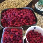 Photo by Teri Robl                                 Teri Robl collected some beautiful raspberries for her Raspberry Swamp Pie on Aug. 11 from her Homer, Alaska, garden.