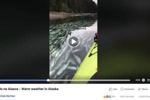 Salmon in Tutka Bay Lagoon were killed by broken net, not ocean warming