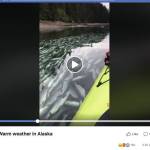 This screenshot of a Facebook video by Ales Richter of the Czech Republic shows dead or dying pink salmon he videoographed on July 28, 2019, in Tutka Bay near Homer, Alaska.