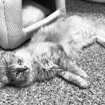 Pet of the Week: Dakota