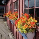 Pansies bloom in flower boxes on Aug. 10, 2019, by the Halibut Cove Coffee House in Halibut Cove, Alaska. (Photo by Michael Armstrong/Homer News)