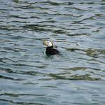 A horned puffin swims near Gull Rock on Aug. 10, 2019, in Kachemak Bay near Homer, Alaska. (Photo by Michael Armstrong/Homer News)