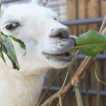 A llama snacks on some greens in its pen Friday, Aug. 16, 2019 at the Kenai Peninsula Fair in Ninilchik, Alaska. (Photo by Megan Pacer/Homer News)