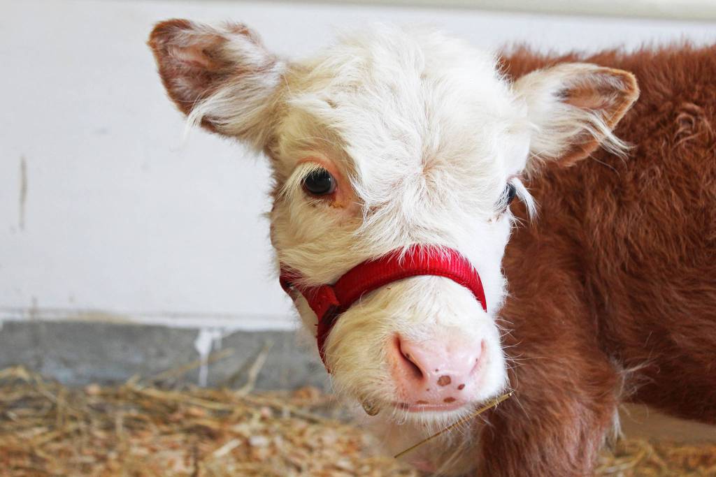 A calf relaxes in its pen at the Kenai Peninsula Fairgrounds on Friday, Aug, 16, 2019 during the annual fair in Ninilchik, Alaska (Photo by Megan Pacer/Homer News)