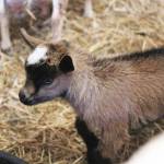 A kid (baby goat) born at the Kenai Peninsula Fairgrounds the night before the fair, explores its pen with its mother on Friday, Aug. 16, 2019 at the fair in Ninilchik, Alaska. (Photo by Megan Pacer/Homer News)