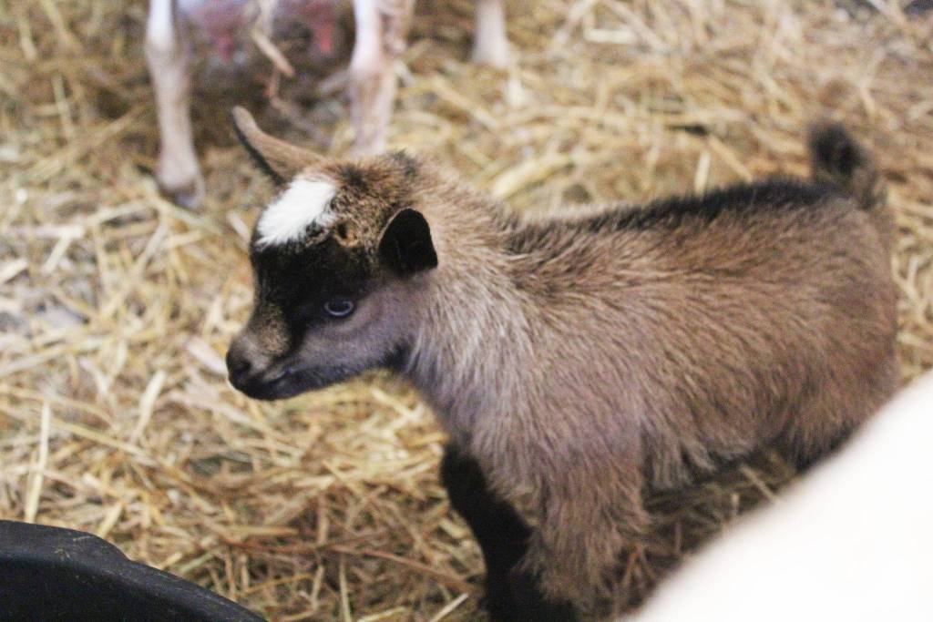 A kid (baby goat) born at the Kenai Peninsula Fairgrounds the night before the fair, explores its pen with its mother on Friday, Aug. 16, 2019 at the fair in Ninilchik, Alaska. (Photo by Megan Pacer/Homer News)
