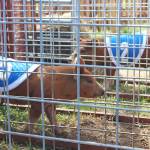 Piglets about to be let loose on a race course wait in their contestant holding pens during the pig races at the Kenai Peninsula Fair on Friday, Aug. 16, 2019 in Ninilchik, Alaska. Spectators bet on which pig they think will win in each heat, and proceeds go to support the fair. (Photo by Megan Pacer/Homer News)