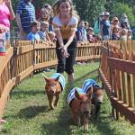 A young volunteer chases three piglets named Mary Hamkins, Petunia and Sir Oinks-a-lot through the race Kenai Peninsula Fairgrounds during the pig races on Friday, Aug. 16, 2019 in Ninilchik, Alaska. Spectators place bets on their favorite swine to win and the proceeds go to support the fair. (Photo by Megan Pacer/Homer News)