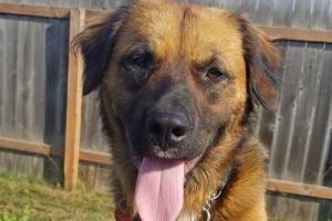 Pet of the Week: Maggie