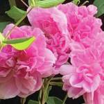 Kachemak Gardener:	Let the garden thrive and have its head