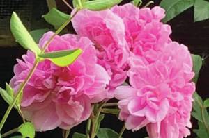 Kachemak Gardener:	Let the garden thrive and have its head