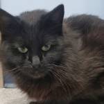 Pet of the Week: Rosie