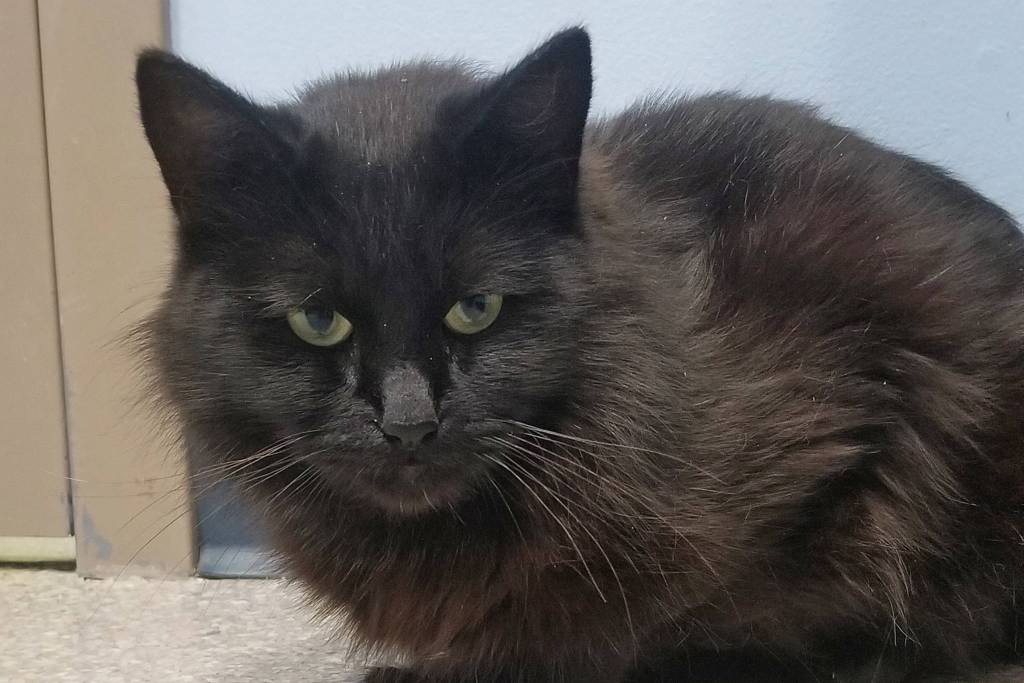 Pet of the Week: Rosie