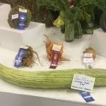 Richard Links prize-winning Armenian cucumber is seen here at the Alaska State Fair in Palmer, Alaska, in August 2019. (Courtesy Ludy Link)