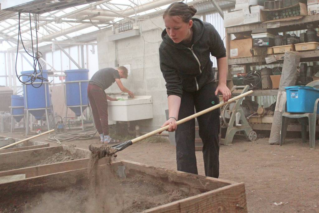 Thea Person tills the dirt in a garden bed to held prepare it for planting during the natural resource technology class at Homer High School on Friday, Aug. 30, 2019 in Homer, Alaska. (Photo by Megan Pacer/Homer News)