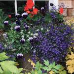 A window flower box at the Kachemak Gardeners home shows waning begonias but enthusiastic pansies and lobelia on Sept. 6, 2019, in Homer, Alaska. (Photo by Rosemary Fitzpatrick)