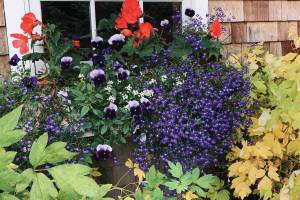 A window flower box at the Kachemak Gardeners home shows waning begonias but enthusiastic pansies and lobelia on Sept. 6, 2019, in Homer, Alaska. (Photo by Rosemary Fitzpatrick)