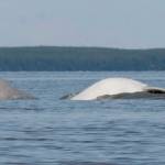 FILE- In this August 2009, file photo, provided by the Department of Defense, a Cook Inlet beluga whale calf, left, and an adult breach near Anchorage, Alaska. Conservation groups are suing a federal agency over rules they say could harm beluga whales and other marine mammals in Alaskas Cook Inlet. An attorney for the Center for Biological Diversity, which is challenging the rules along with Cook Inletkeeper, says the lawsuit was filed Wednesday, Sept. 4, 2019, against the National Marine Fisheries Service. The agency has said its analysis indicates that the rules will not contribute to or worsen the observed decline of the Cook Inlet beluga whale population. (Christopher Garner/Department of Defense via AP, File)
