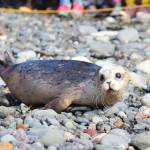 A harbor seal makes its way down to the waters of Kachemak Bay after being released back into the wild by the Alaska SeaLife Center on Thursday, Sept. 5, 2019 at Bishops Beach in Homer, Alaska. The center rehabilitated and released two harbor seals that were found neglected on Homer area beaches in Kachemak Bay this May. (Photo by Megan Pacer/Homer News)