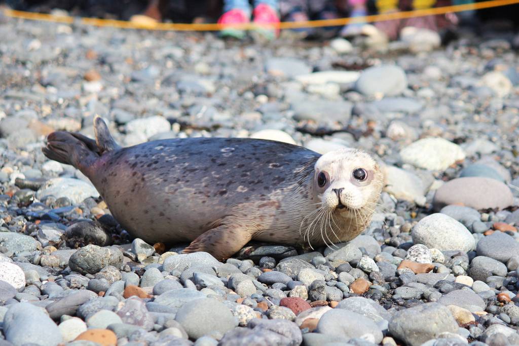 A harbor seal makes its way down to the waters of Kachemak Bay after being released back into the wild by the Alaska SeaLife Center on Thursday, Sept. 5, 2019 at Bishops Beach in Homer, Alaska. The center rehabilitated and released two harbor seals that were found neglected on Homer area beaches in Kachemak Bay this May. (Photo by Megan Pacer/Homer News)