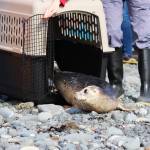 Alaska SeaLife Center volunteers release a harbor seal back into the wild in Kachemak Bay on Thursday, Sept. 5, 2019 at Bishops Beach in Homer, Alaska. The center released two seals which were found neglected on Homer area beaches this May and were rehabilitated through the Wildlife Response Program. (Photo by Megan Pacer/Homer News)
