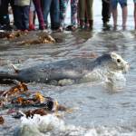 Harbor seals released by SeaLife Center into Kachemak Bay