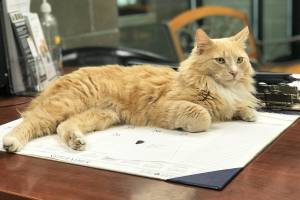 Pet of the Week: Tiny Lion