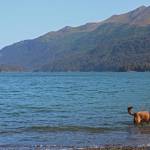 A dog cools off in Tutka Bay in August, 2019 across Kachemak Bay from Homer, Alaska. (Photo by Megan Pacer/Homer News)