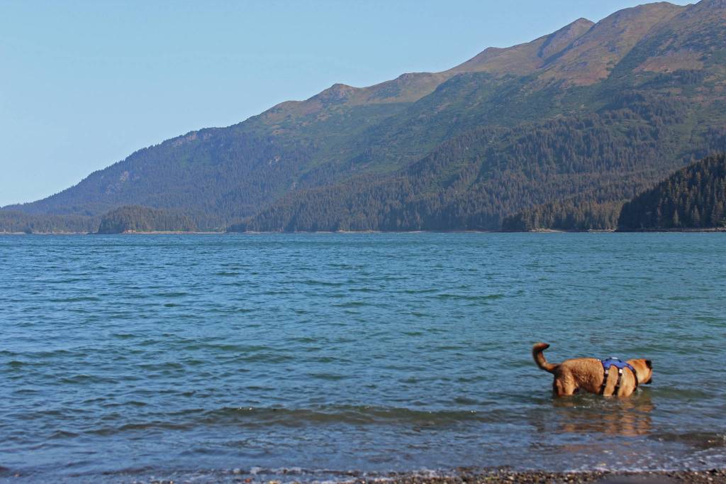 A dog cools off in Tutka Bay in August, 2019 across Kachemak Bay from Homer, Alaska. (Photo by Megan Pacer/Homer News)