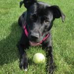 Pet of the Week: Gilly