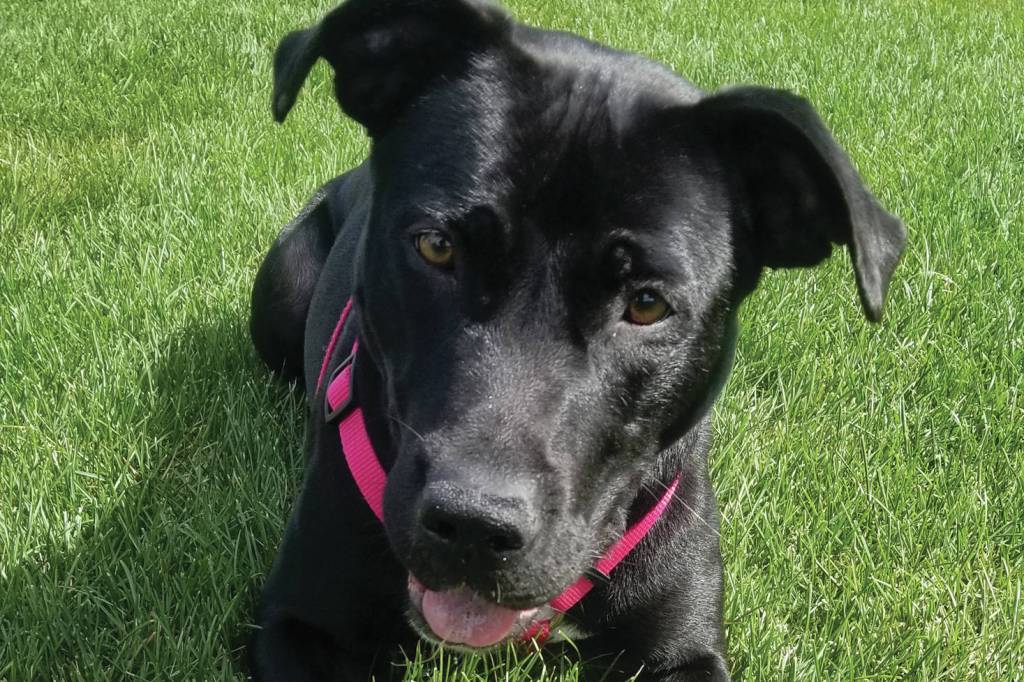 Pet of the Week: Gilly