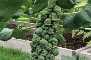 Kachemak Gardener: Garden journal helps map out next season