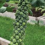 Kachemak Gardener: Garden journal helps map out next season