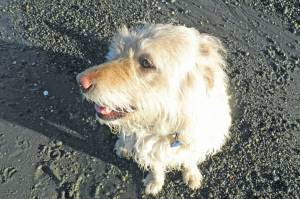 Michael Armstrongs dog, Leia, waits patiently to go for a walk on the Homer Spit beach on Jan. 25, 2014, in Homer, Alaska. (Photo by Michael Armstrong/Homer News)