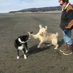 Michael Armstrong walks on the Homer Spit beach with his dog, Leia, center, and a dog friend, Tuuli, on April 3, 2018, in Homer, Alaska. (Photo by Megan Pacer/Homer News)