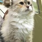 Pet of the Week: Catalina