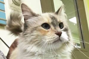 Pet of the Week: Catalina