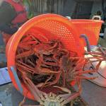 Tanner crab fisheries open Tuesday