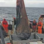 Tanner crab fisheries open Tuesday