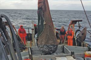 Tanner crab fisheries open Tuesday