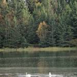 Swan lake Two swans feed on an extreme high tide of of 21.9 feet on Tuesday afternoon, Oct. 1, 2019, in Beluga Slough, Homer, Alaska. The tide flooded the slough to its shores, turning it into a lake. Homer will see an even higher tide of 22.6 feet at 3:11 p.m. Oct. 28, 2019. (Photo by Michael Armstrong/Homer News)