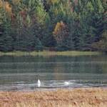 Swan lake Two swans feed on an extreme high tide of of 21.9 feet on Tuesday afternoon, Oct. 1, 2019, in Beluga Slough, Homer, Alaska. The tide flooded the slough to its shores, turning it into a lake. Homer will see an even higher tide of 22.6 feet at 3:11 p.m. Oct. 28, 2019. (Photo by Michael Armstrong/Homer News)