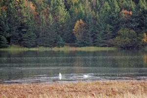 Swan lake Two swans feed on an extreme high tide of of 21.9 feet on Tuesday afternoon, Oct. 1, 2019, in Beluga Slough, Homer, Alaska. The tide flooded the slough to its shores, turning it into a lake. Homer will see an even higher tide of 22.6 feet at 3:11 p.m. Oct. 28, 2019. (Photo by Michael Armstrong/Homer News)