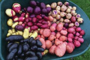 Jane Wiebes wheelbarrow of lovely tubers will cause any potato aficionados heart to sing. The photo was taken on Oct. 7, 2019, in Homer, Alaska. (Photo by Jane Wiebe)