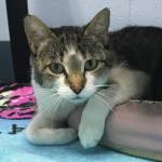 Pet of the Week: Hilda