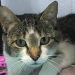 Pet of the Week: Hilda