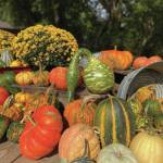 Pumpkins and gourds can be seen all over Wisconsin at roadside stands, as seen here in this photo taken on Oct. 14, 2019. (Photo by Teri Robl)