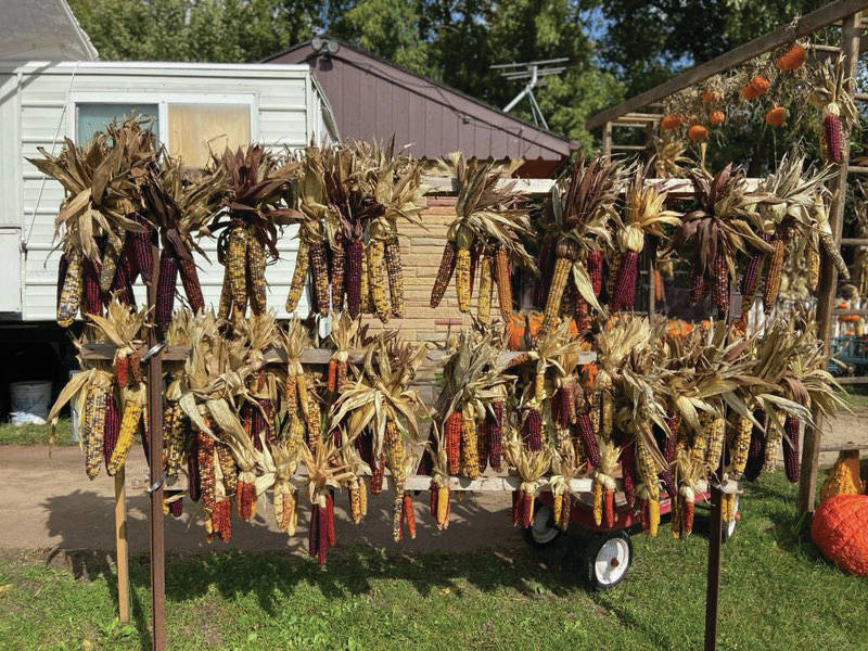 Dried corn also can be seen with pumpkins all over Wisconsin at roadside stands, as seen here in this photo taken on Oct. 14, 2019. (Photo by Teri Robl)