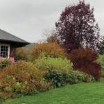 Dwarf Korean lilac, dwarf red twig dogwood, Miss Kim lilac, full size dogwood and a Shubert chokecerry fill out the space by the Kachemak Gardeners balcony in this photo taken Oct. 12, 2019, in Homer, Alaska. (Photo by Rosemary Fitzpatrick)